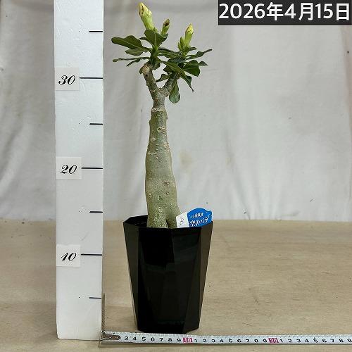塊根植物　【個体B】アデニウム オベスム 天空のバラ 4号鉢(現品)　コーデックス 多肉植物 乾燥に強い 暑さに強い |  | 02