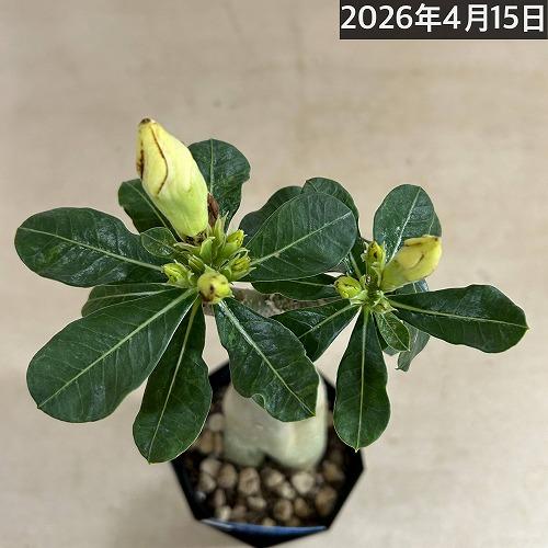 塊根植物　【個体B】アデニウム オベスム 天空のバラ 4号鉢(現品)　コーデックス 多肉植物 乾燥に強い 暑さに強い |  | 03