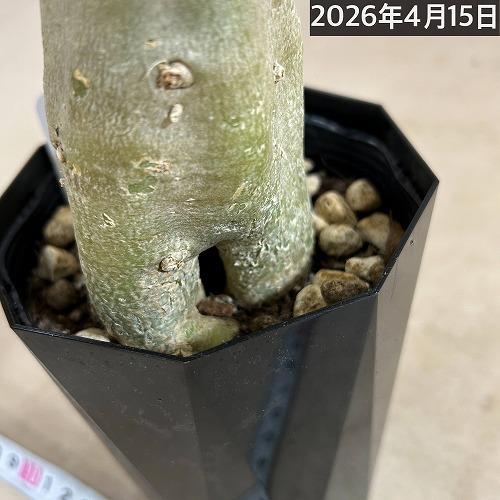 塊根植物　【個体B】アデニウム オベスム 天空のバラ 4号鉢(現品)　コーデックス 多肉植物 乾燥に強い 暑さに強い |  | 04