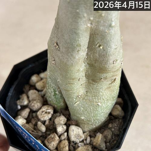 塊根植物　【個体B】アデニウム オベスム 天空のバラ 4号鉢(現品)　コーデックス 多肉植物 乾燥に強い 暑さに強い |  | 05