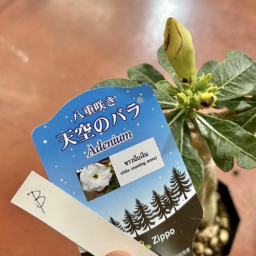 塊根植物　【個体B】アデニウム オベスム 天空のバラ 4号鉢(現品)　コーデックス 多肉植物 乾燥に強い 暑さに強い |  | 06