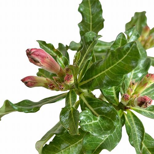 多肉植物 コーデックス 根塊植物 乾燥に強い 暑さに強い アデニウム ４号 I Leafs ヤフー店 通販 Yahoo ショッピング