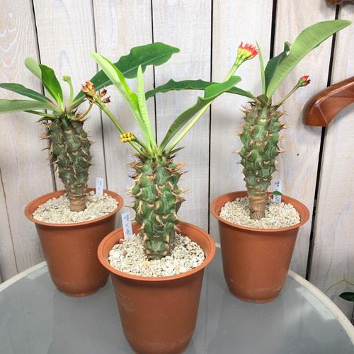 多肉植物 コーデックス 根塊植物 乾燥に強い 暑さに強い ユーフォルビア ビグエリー 噴火竜 ４号 500747 Leafs ヤフー店 通販 Yahoo ショッピング