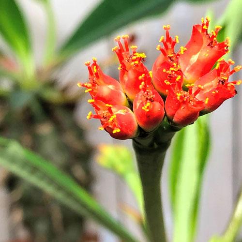 多肉植物 コーデックス 根塊植物 乾燥に強い 暑さに強い ユーフォルビア ビグエリー 噴火竜 ４号 Leafs ヤフー店 通販 Yahoo ショッピング