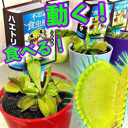 食虫植物 不思議 面白い 自由課題研究 チャレンジ ディオネア ハエトリグサ ３号 Leafs ヤフー店 通販 Yahoo ショッピング
