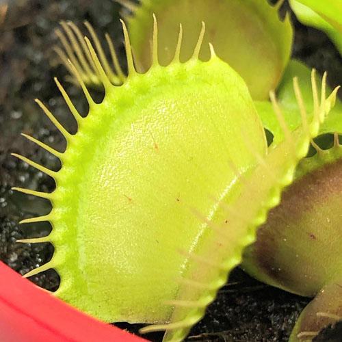 食虫植物 不思議 面白い 自由課題研究 チャレンジ ディオネア ハエトリグサ ３号 Leafs ヤフー店 通販 Yahoo ショッピング