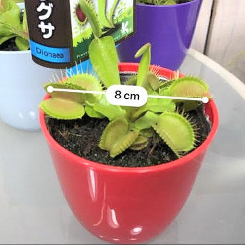 食虫植物 不思議 面白い 自由課題研究 チャレンジ ディオネア ハエトリグサ ３号 Leafs ヤフー店 通販 Yahoo ショッピング