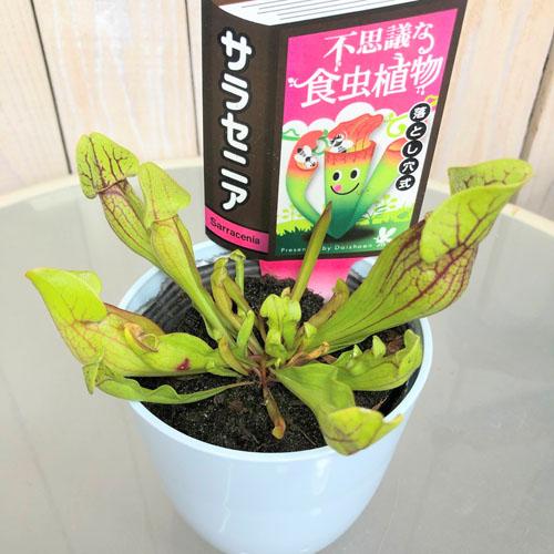食虫植物 不思議 面白い 自由課題研究 チャレンジ サラセニア ３号 Leafs ヤフー店 通販 Yahoo ショッピング