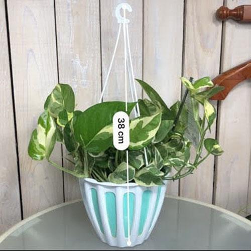 観葉植物 初心者 育てやすい 人気 カワイイ ポトス エンジョイ ５号吊り鉢 Leafs ヤフー店 通販 Yahoo ショッピング