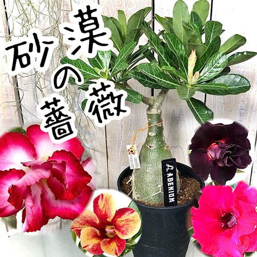 多肉植物 コーデックス 根塊植物 乾燥に強い 暑さに強い アデニウム ４号 ａメーカー E Leafs ヤフー店 通販 Yahoo ショッピング