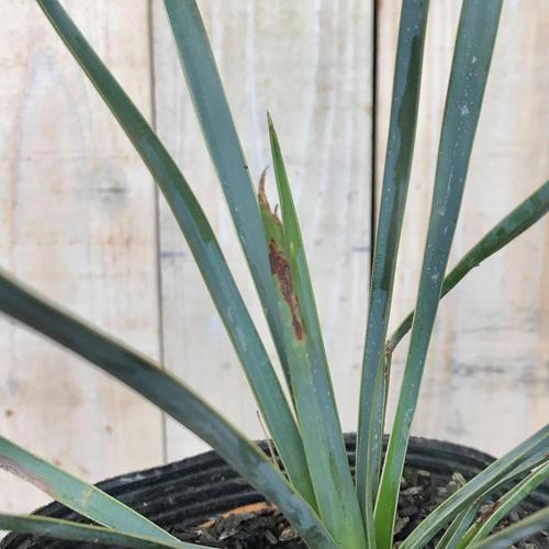 【訳あり特価】庭木　ユッカ ロストラータ 苗木 5号　造園 庭造り 花壇 鉢植え カッコいい 育てやすい 初心者 寒さに強い 青年の木 |  | 02