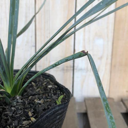 【訳あり特価】庭木　ユッカ ロストラータ 苗木 5号　造園 庭造り 花壇 鉢植え カッコいい 育てやすい 初心者 寒さに強い 青年の木 |  | 03