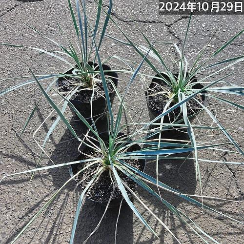【訳あり特価】庭木　ユッカ ロストラータ 苗木 5号　造園 庭造り 花壇 鉢植え カッコいい 育てやすい 初心者 寒さに強い 青年の木 |  | 04