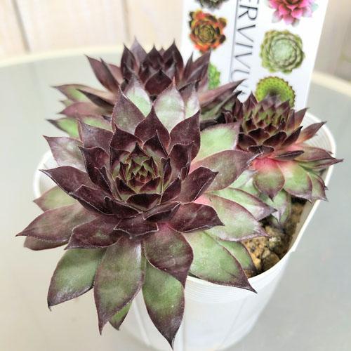 多肉植物 寄せ植え テラリウム かわいい オシャレ センペルビウム ブロンコ ３号 Leafs ヤフー店 通販 Yahoo ショッピング