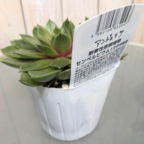 多肉植物 寄せ植え テラリウム かわいい オシャレ センペルビウム アンジュエリケ ３号 Leafs ヤフー店 通販 Yahoo ショッピング