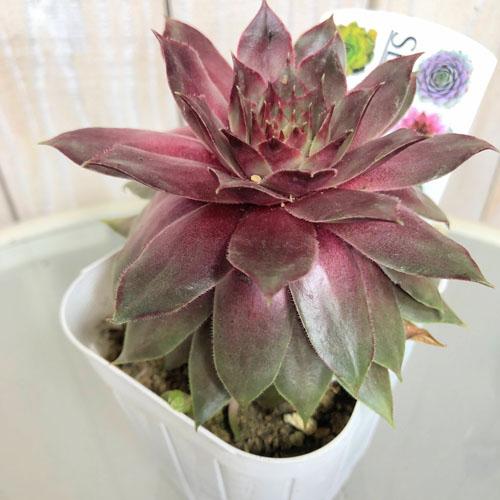 多肉植物 寄せ植え テラリウム かわいい オシャレ センペルビウム アグロウ ３号 Leafs ヤフー店 通販 Yahoo ショッピング