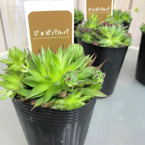 多肉植物 寄せ植え テラリウム かわいい オシャレ センペルビウム ジョビバルバ ２号 500800 Leafs ヤフー店 通販 Yahoo ショッピング