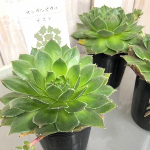 多肉植物 寄せ植え テラリウム かわいい オシャレ センペルビウム テスト ２号 Leafs ヤフー店 通販 Yahoo ショッピング
