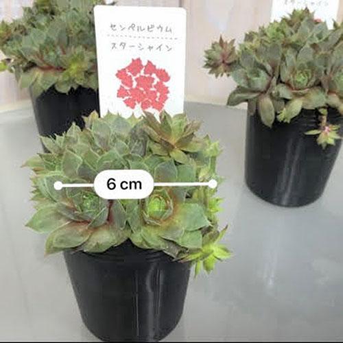 多肉植物 寄せ植え テラリウム かわいい オシャレ センペルビウム スターシャイン ２号 Leafs ヤフー店 通販 Yahoo ショッピング