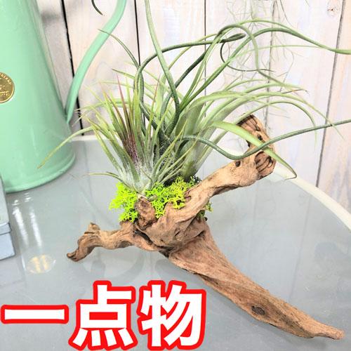 観葉植物 インテリア エアプランツ 寄植え ドライガーデン チランジア 流木 寄植え D Leafs ヤフー店 通販 Yahoo ショッピング