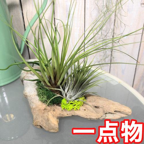 観葉植物 インテリア エアプランツ 寄植え ドライガーデン チランジア 流木 寄植え G Leafs ヤフー店 通販 Yahoo ショッピング