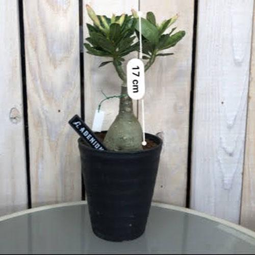 多肉植物 コーデックス 塊根植物 乾燥に強い 暑さに強い アデニウム ４号 ａメーカー V 5004 Leafs ヤフー店 通販 Yahoo ショッピング