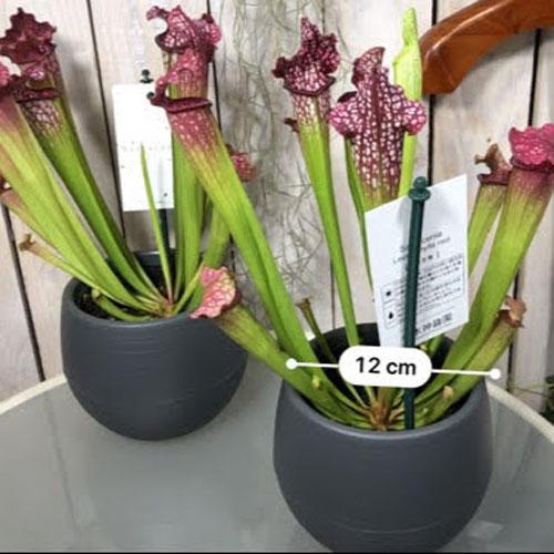 食虫植物 不思議 面白い 自由課題研究 マニア サラセニア レウコフィラ レッド ４ ５号 Leafs ヤフー店 通販 Yahoo ショッピング