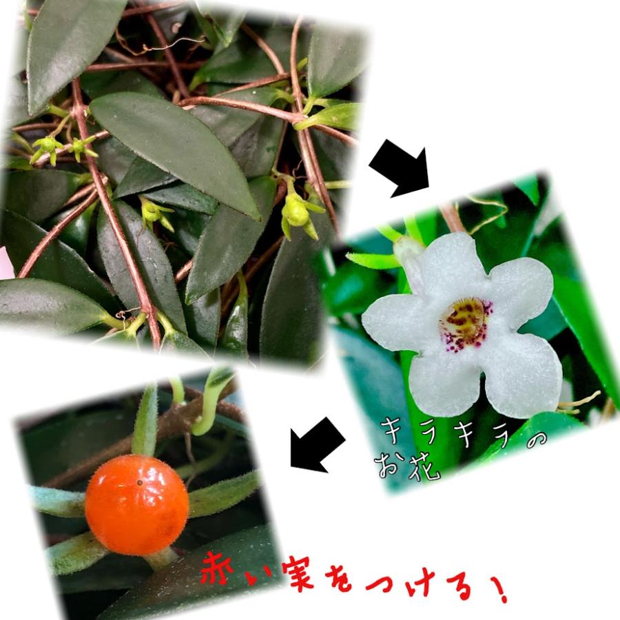 観葉植物 吊り下げ コドナンテ クラシフォリア 5号吊り鉢(底面給水