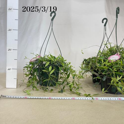 観葉植物 吊り下げ コドナンテ クラシフォリア 5号底面給水吊り 観葉植物 吊り下げ コドナンテ クラシフォリア 5号底面給水吊り