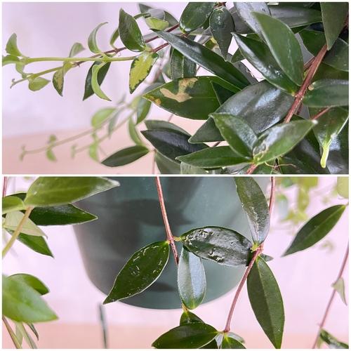 観葉植物 吊り下げ コドナンテ クラシフォリア 5号吊り鉢(底面給水