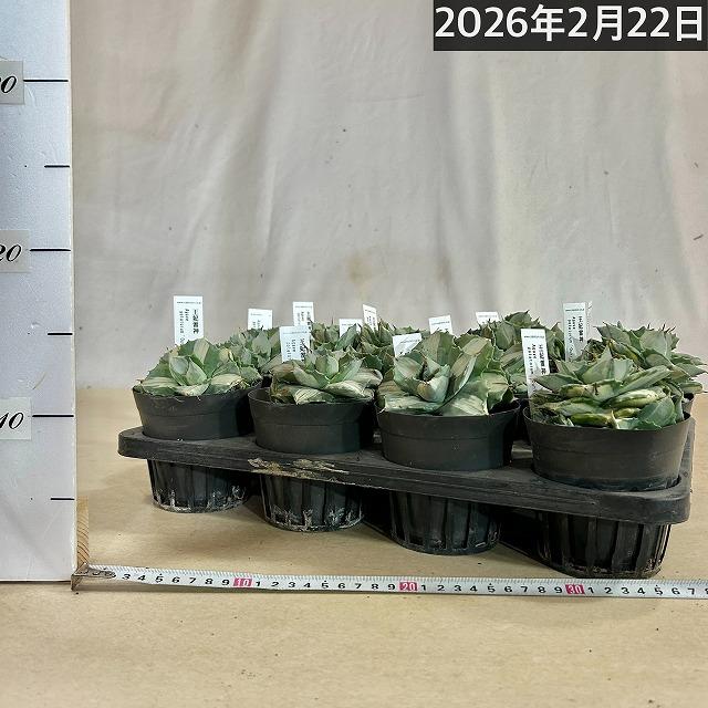 多肉植物　アガベ ポタトラム バリエガータ(王妃雷神錦 中斑) 仔吹きタイプ 3.5号ポット(個体おまかせ1鉢)　インテリア ドライガーデン おしゃれ かっこいい |  | 01