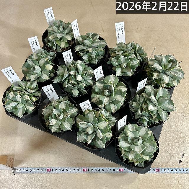 多肉植物　アガベ ポタトラム バリエガータ(王妃雷神錦 中斑) 仔吹きタイプ 3.5号ポット(個体おまかせ1鉢)　インテリア ドライガーデン おしゃれ かっこいい |  | 02