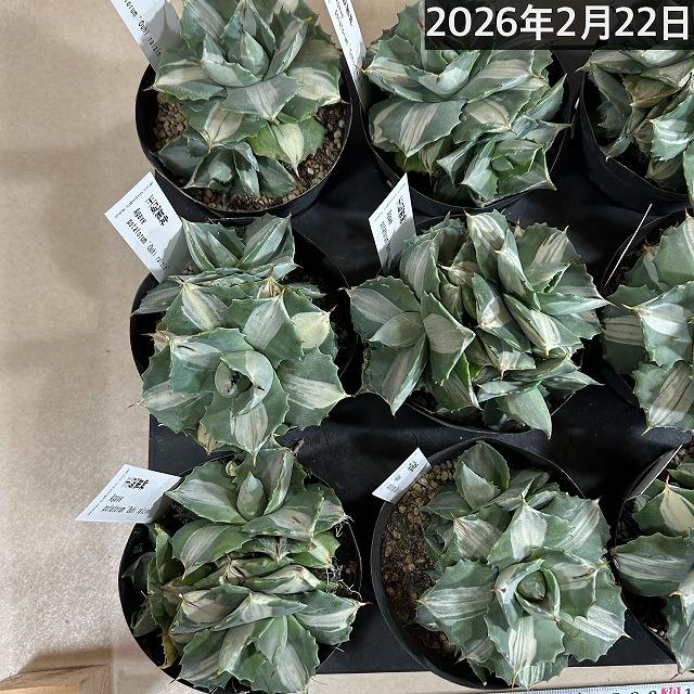多肉植物　アガベ ポタトラム バリエガータ(王妃雷神錦 中斑) 仔吹きタイプ 3.5号ポット(個体おまかせ1鉢)　インテリア ドライガーデン おしゃれ かっこいい |  | 03