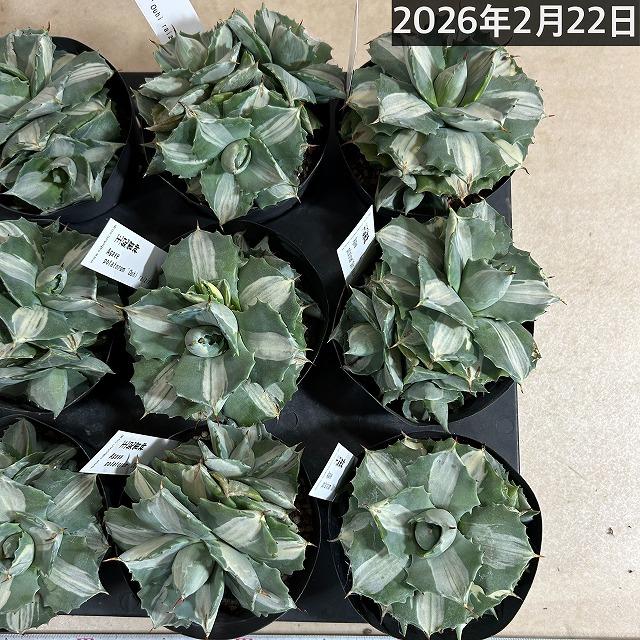 多肉植物　アガベ ポタトラム バリエガータ(王妃雷神錦 中斑) 仔吹きタイプ 3.5号ポット(個体おまかせ1鉢)　インテリア ドライガーデン おしゃれ かっこいい |  | 04