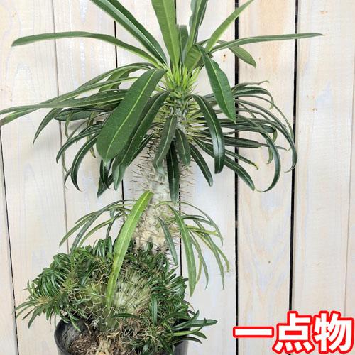 観葉植物 コーデックス ビザールプランツ 乾燥に強い マニア パキポディウム ラメリー 綴化 ５号 Leafs ヤフー店 通販 Yahoo ショッピング