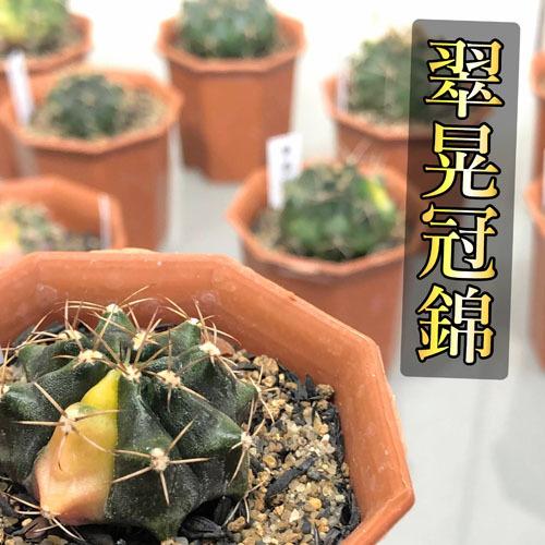 多肉植物 ドライガーデン 斑入り カッコイイ マニア サボテン ギムノカリキウム 翠晃冠錦 ２号 500993 Leafs ヤフー店 通販 Yahoo ショッピング