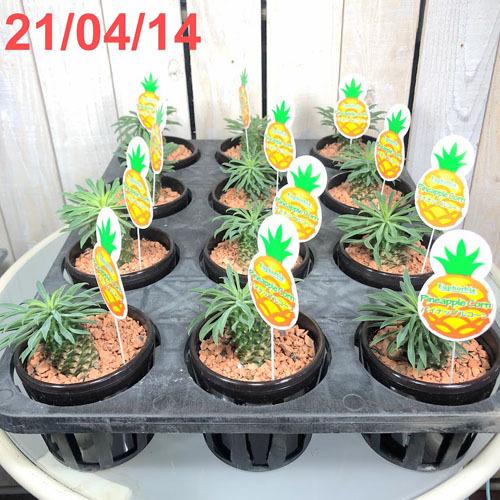 多肉植物 ドライガーデン 乾燥に強い カワイイ マニア ユーフォルビア 蘇鉄麒麟 パイナップルコーン ３号 Leafs ヤフー店 通販 Yahoo ショッピング