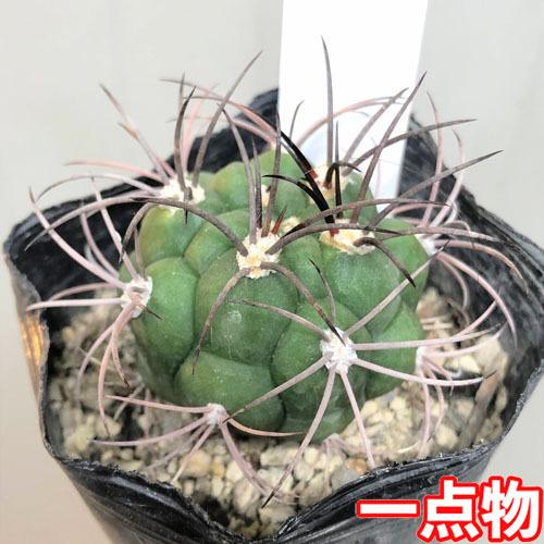 多肉植物 ドライガーデン 乾燥に強い カワイイ マニア サボテン 新天地 ２ ５号 Leafs ヤフー店 通販 Yahoo ショッピング