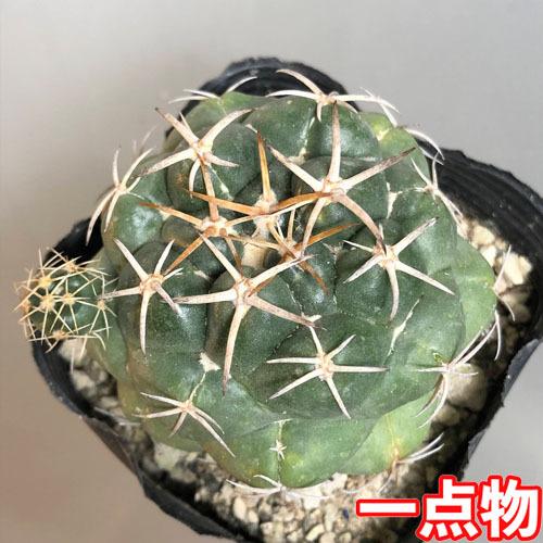 多肉植物 ドライガーデン 乾燥に強い カワイイ マニア サボテン 象牙丸 ２ ５号 Leafs ヤフー店 通販 Yahoo ショッピング