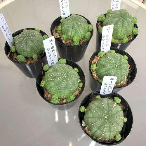 多肉植物 ユーフォルビア(ユーホルビア) オベサ シンメトリカ 2.5号硬質ポット(おまかせ1鉢)　インテリア 室内園芸 可愛い 育てやすい |  | 01