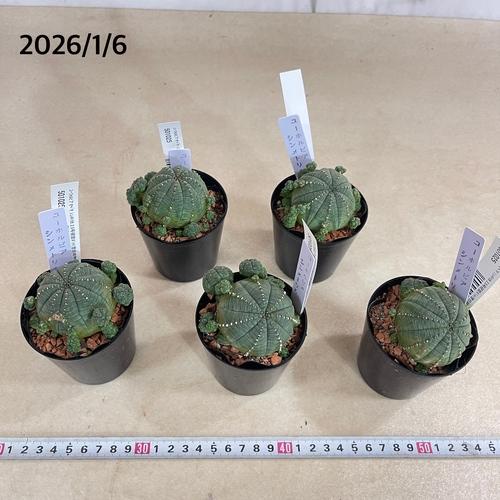 多肉植物 ユーフォルビア(ユーホルビア) オベサ シンメトリカ 2.5号硬質ポット(おまかせ1鉢)　インテリア 室内園芸 可愛い 育てやすい |  | 03