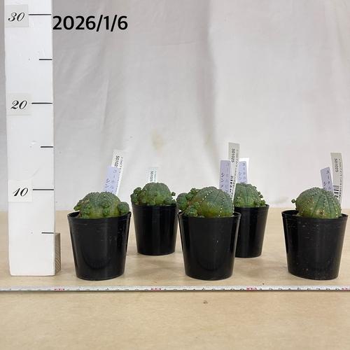 多肉植物 ユーフォルビア(ユーホルビア) オベサ シンメトリカ 2.5号硬質ポット(おまかせ1鉢)　インテリア 室内園芸 可愛い 育てやすい |  | 02