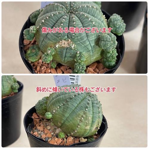 多肉植物 ユーフォルビア(ユーホルビア) オベサ シンメトリカ 2.5号硬質ポット(おまかせ1鉢)　インテリア 室内園芸 可愛い 育てやすい |  | 04