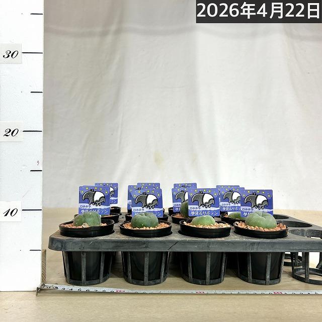 ロフォフォラ(ロホホラ) 烏羽玉 2.5号 サボテン 多肉植物 インテリア