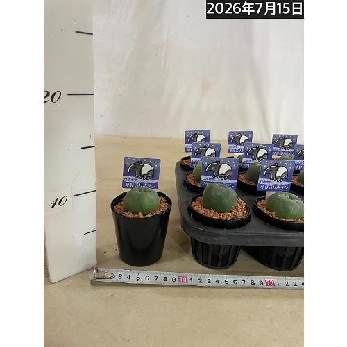 ロフォフォラ(ロホホラ) 烏羽玉 2.5号 サボテン 多肉植物 インテリア
