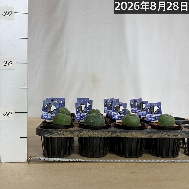 トゲ無しサボテン ロフォフォラ(ロホホラ) 烏羽玉 2.5号 多肉植物
