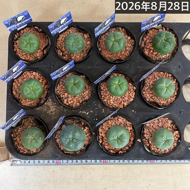 トゲ無しサボテン ロフォフォラ(ロホホラ) 烏羽玉 2.5号 多肉植物