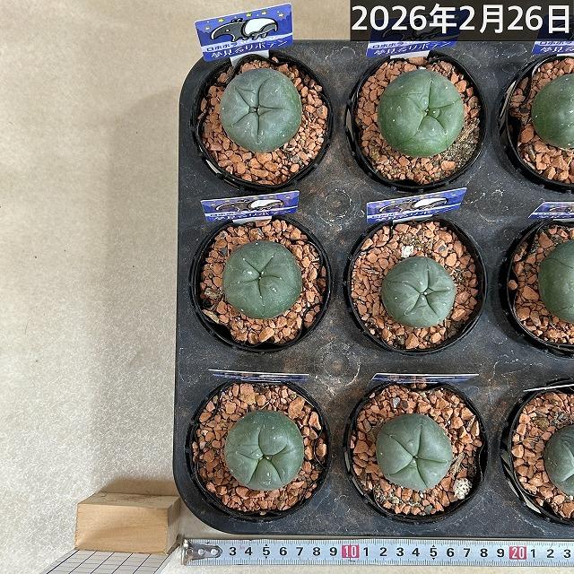 ロフォフォラ(ロホホラ) 烏羽玉 2.5号サボテン 多肉植物 インテリア