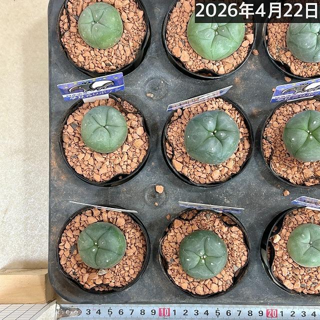 ロフォフォラ(ロホホラ) 烏羽玉 2.5号 サボテン 多肉植物 インテリア