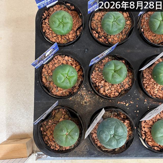 トゲ無しサボテン ロフォフォラ(ロホホラ) 烏羽玉 2.5号 多肉植物